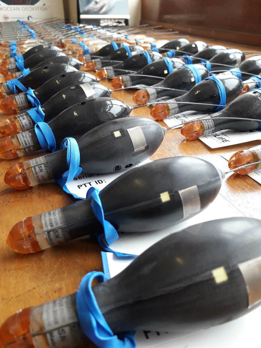 thembauk's tweet photo. Measuring shark responses to warming and oxygen deficiency (hypoxia) in extreme environments like OMZs with smart tags provides data about shark habitat choice likely in our future warmer ocean β big concern is how compressed habitats increase fishing mortality. #MBASharks https://t.co/R3ctFgS14C