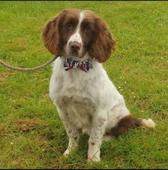 millypod1's tweet photo. ๐10 JULY 2022 #Lost #ScanMe
Liver & White English Springer Spaniel Male
Market Street #Tunstead #Norfolk #NR12
SIGHTINGS PLZ โ๏ธ07716817686
https://t.co/uu232UfSHG https://t.co/N7rSC7MDRT
