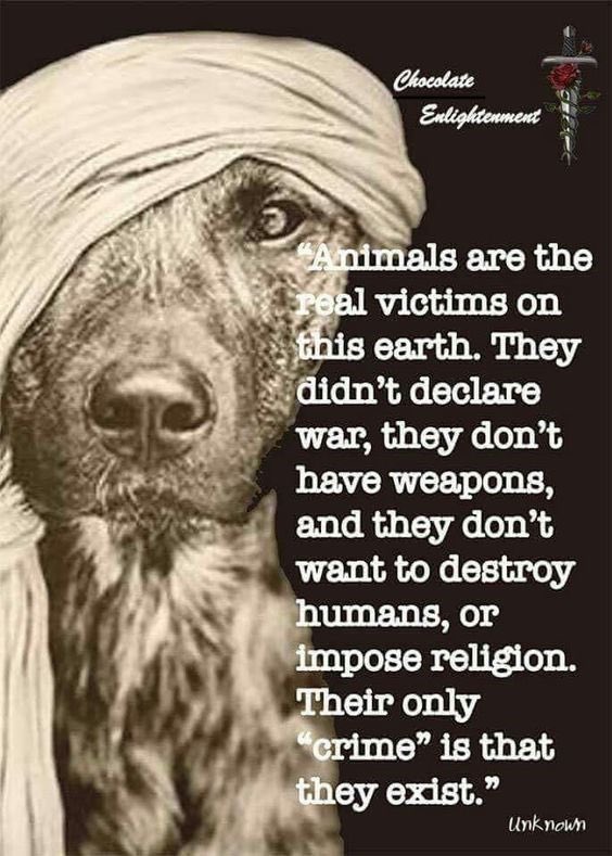 memia26645588's tweet photo. Being cruel to the voiceless is the biggest sin I just saw a video on instagram voiceless_voicefoundation page itโs broken me completely pls those in India pls help out ๐ https://t.co/cQbuoZIMHN