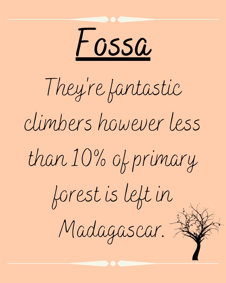 animalswithel's tweet photo. Fossa on the prowl! 

#fossa #Madagascar #foosa #fossas #chesterzoo #thezoo #canine #animalfacts @chesterzoo https://t.co/JijCQ8OPKH