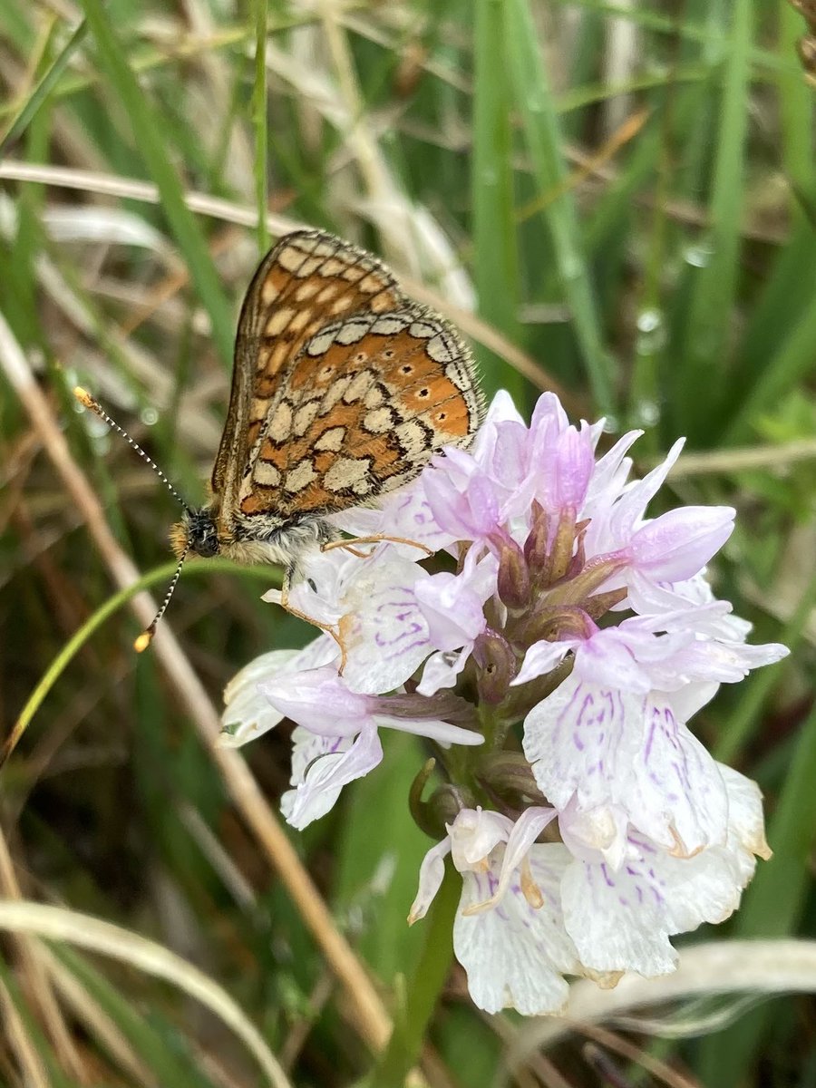 Papillon Gin tweet media