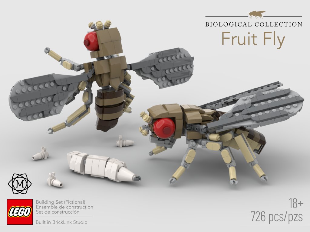 Dennis Sun (孙丹) on Twitter: "I designed another #LEGO set inspired by the "model" organisms of biological research! This time, it's tiny but mighty fruit fly #Drosophila melanogaster, which researchers have