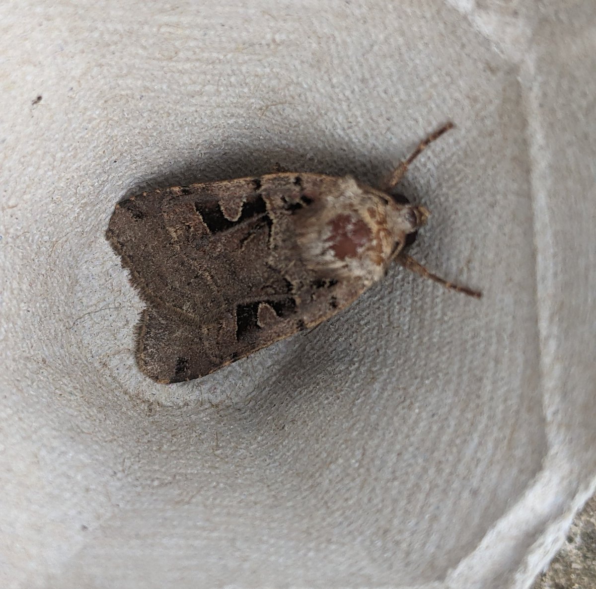 JHGS_Science's tweet photo. The school moth trap was positively humming first thing this morning! 30 different species so far. Not bad for right by the M40!
Still a few to identify:
1. Is this the tricky double square spot?
3. Is this Oncocera semirubella (isn't this quite rare?!)
@MOTHIDUK @BritishMoths https://t.co/agVd1Ji2Bs