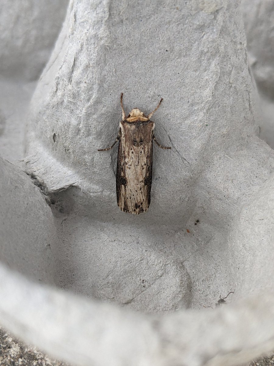 JHGS_Science's tweet photo. The school moth trap was positively humming first thing this morning! 30 different species so far. Not bad for right by the M40!
Still a few to identify:
1. Is this the tricky double square spot?
3. Is this Oncocera semirubella (isn't this quite rare?!)
@MOTHIDUK @BritishMoths https://t.co/agVd1Ji2Bs
