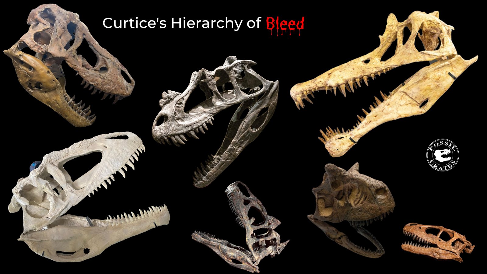carcharodontosaurus fossil