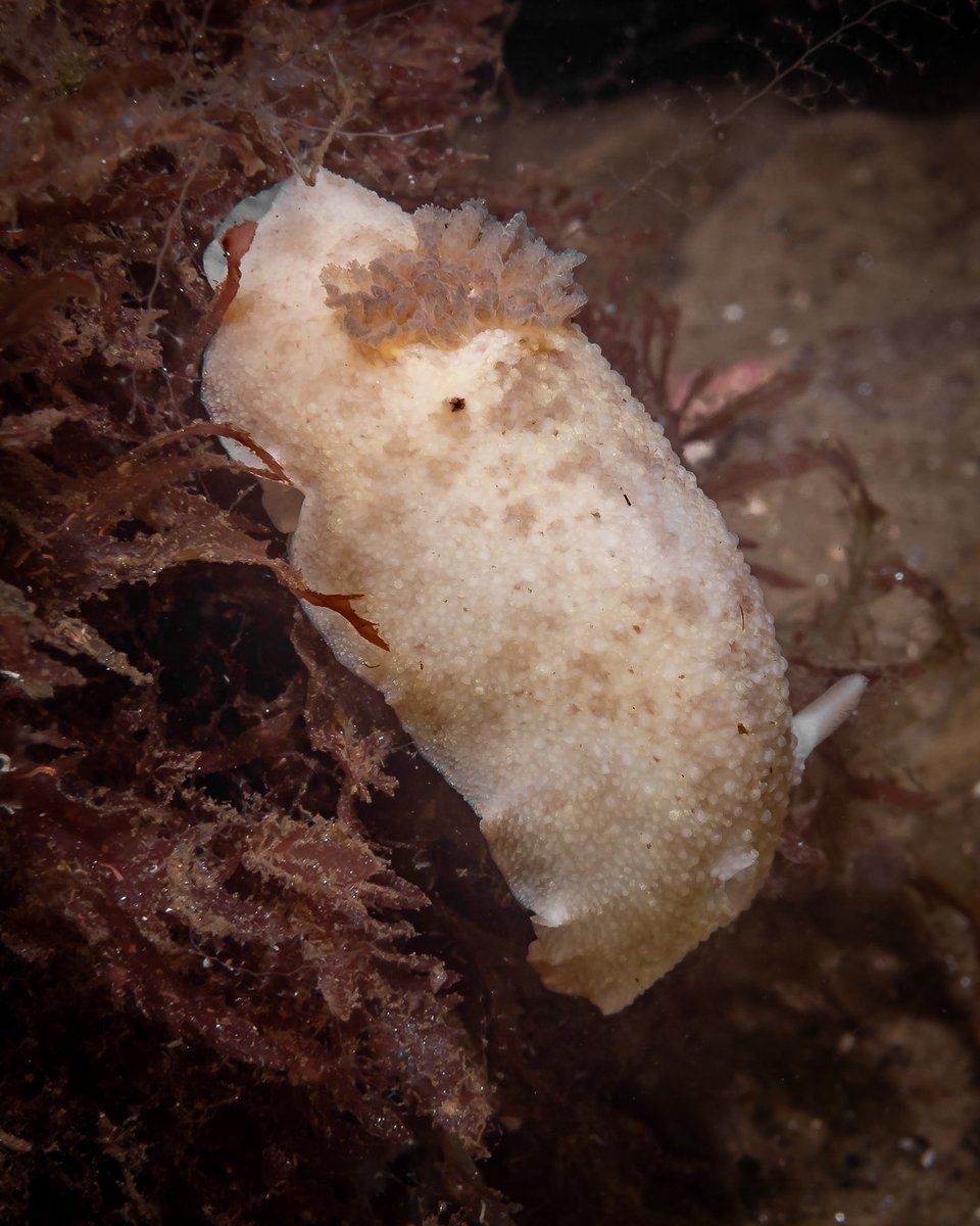 Archidoris Pseudoargus – Sea Lemon 
Loch Fyne, Scotland
Olympus OM-D EM-1 MKII + Olympus M.Zuiko ED 30mm f/3.5 Macro
. 
#scuba #scubadiving #underwater #underwaterphotography #diving #padi #scotland #bsacdivers #scotnature #BBCWildlifePOTD #yourshotphotographer #bbcscotlandpics