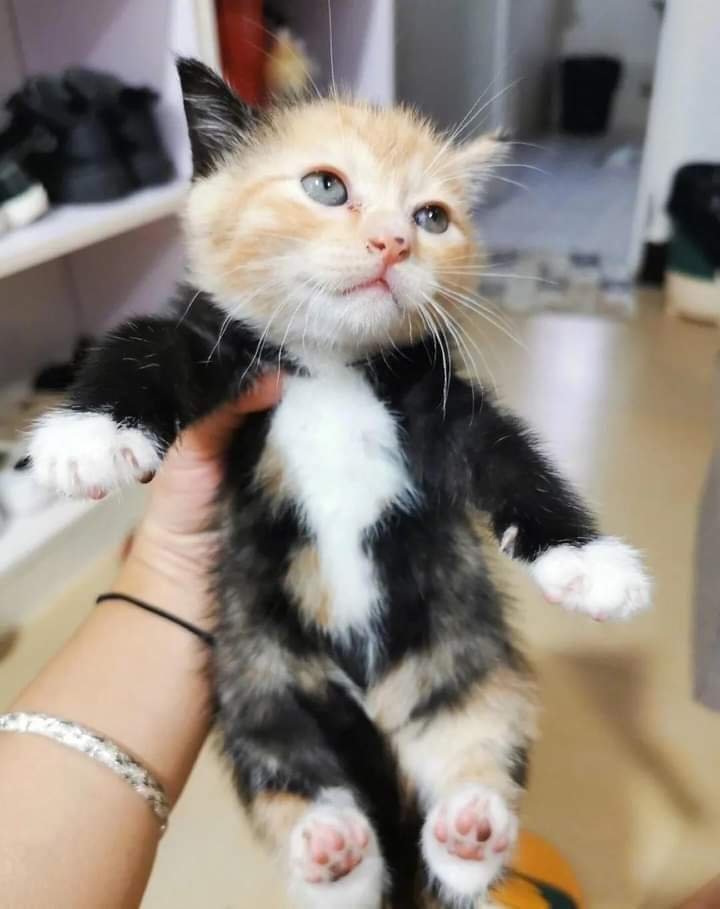 gatitos_qctd's tweet image. ¿Por qué tan elegante Homero?