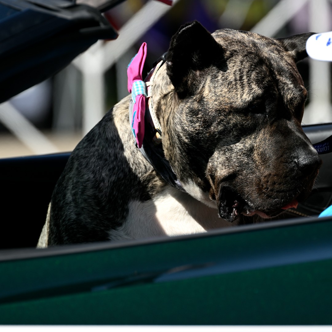 KyDerbyFestival's tweet photo. Ethan is already our hero, and we think he is so deserving of the @AmericanHumane  @HeroDogAwards. ❤️ 

He's inspired people around the world. We were honored to have him join us for the 2022 @ZoellerPump Pegasus Parade.

To help him win, CAST YOUR VOTE: https://t.co/ZEew3X9Uns https://t.co/1ll4BpaofH