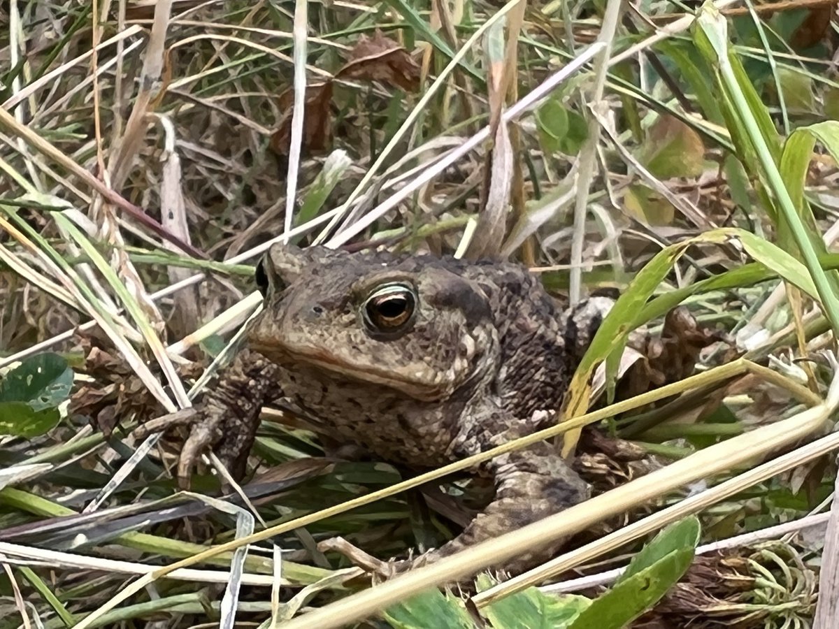 mark ashfield tweet media