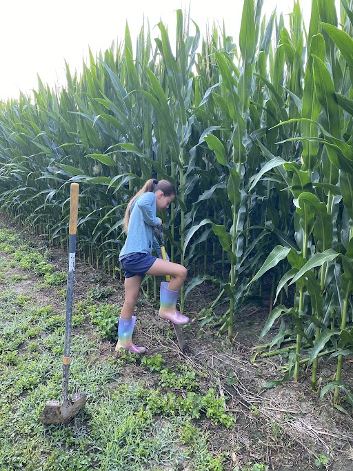 POWER2GRO's tweet photo. Congrats to @ccagsolutions Leyton Downing for her recent fair wins! Champion & Grand Champ in both corn & beans at the Howard County 4-H Fair. @beckshybrids 6374V2P & 2430E3 with ASN's POWER2GRO Ignition, Accelerate & Rev Up in-furrow along with Draft foliar. #fairtimeisfuntime https://t.co/yn92wJZcgg