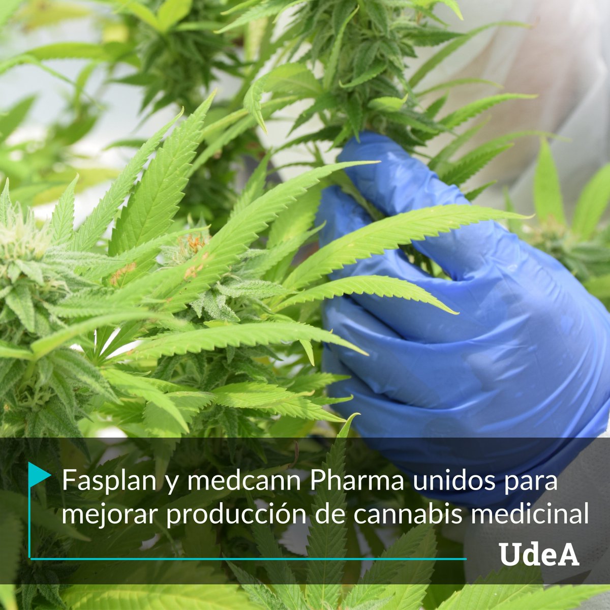 Universidad de Antioquia tweet media