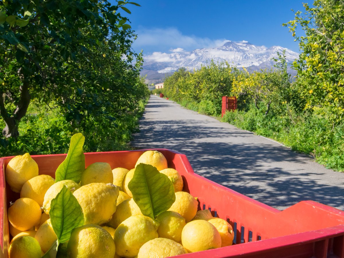 UMabroad's tweet photo. Calling all the foodies out there...Check out our Sustainable Food Systems of Sicily &amp; Florence program and get a taste of this article as well! https://t.co/g1LZgYyFZf #UMabroad #StudyAbroad #Sicily #Florence #FoodLovers https://t.co/ONXq2ZJmd5