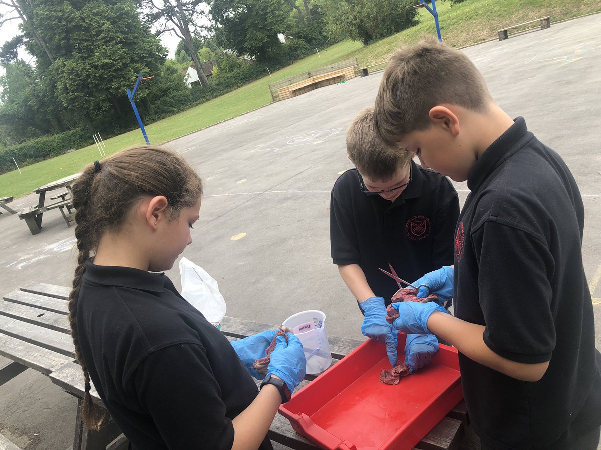 standrewsmajor's tweet photo. Our final three were back in to dissect the lamb hearts today β€οΈ #SAMsY6 #SAMsTopic #SAMsScience https://t.co/LqroX4LjdO