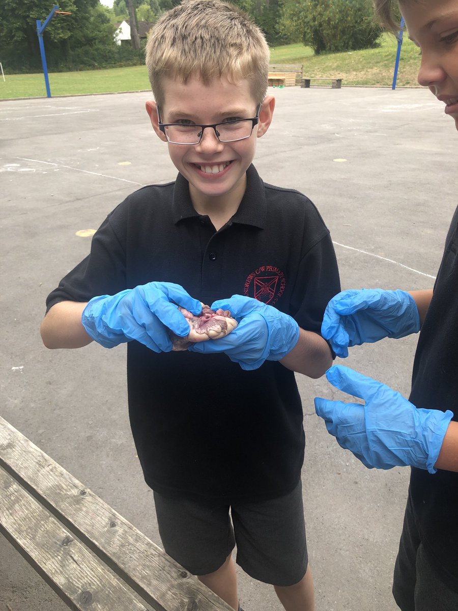 standrewsmajor's tweet photo. Our final three were back in to dissect the lamb hearts today β€οΈ #SAMsY6 #SAMsTopic #SAMsScience https://t.co/LqroX4LjdO