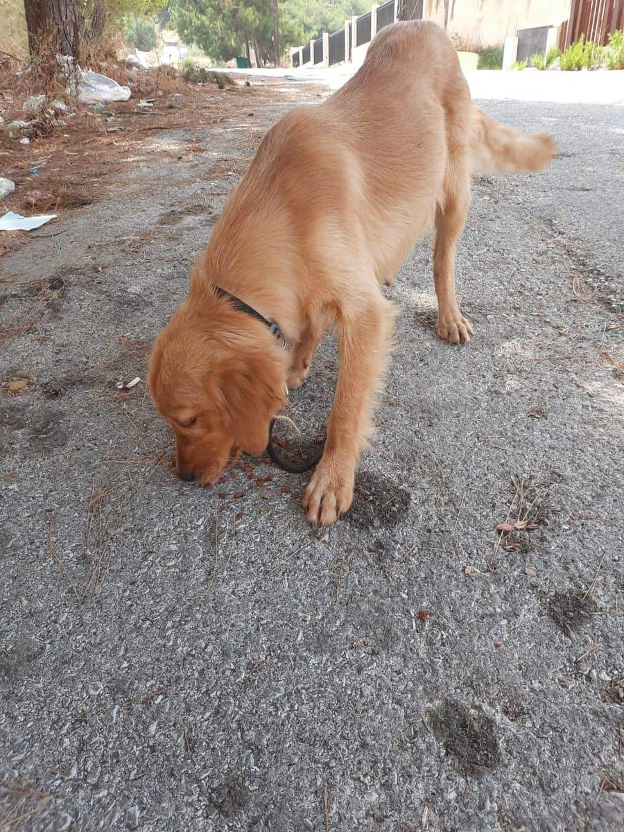 ⚠️ضايع او للتبني⚠️
هالكلب ب #بشامون، ضايع او تخلوا عنه. كتييير خايف وللأسف معظم المنطقة رافضين حتى انو يفوت يرتاح على شي بناية.
المكان: بشامون المدارس شارع الاندلس.
صارلو يومين على هالحالة وللأسف لأنو عايشين بين وحوش، معظم اهل المنطقة المحترمين عم يضربوه ويلبطوه ويرموا عليه حجار!