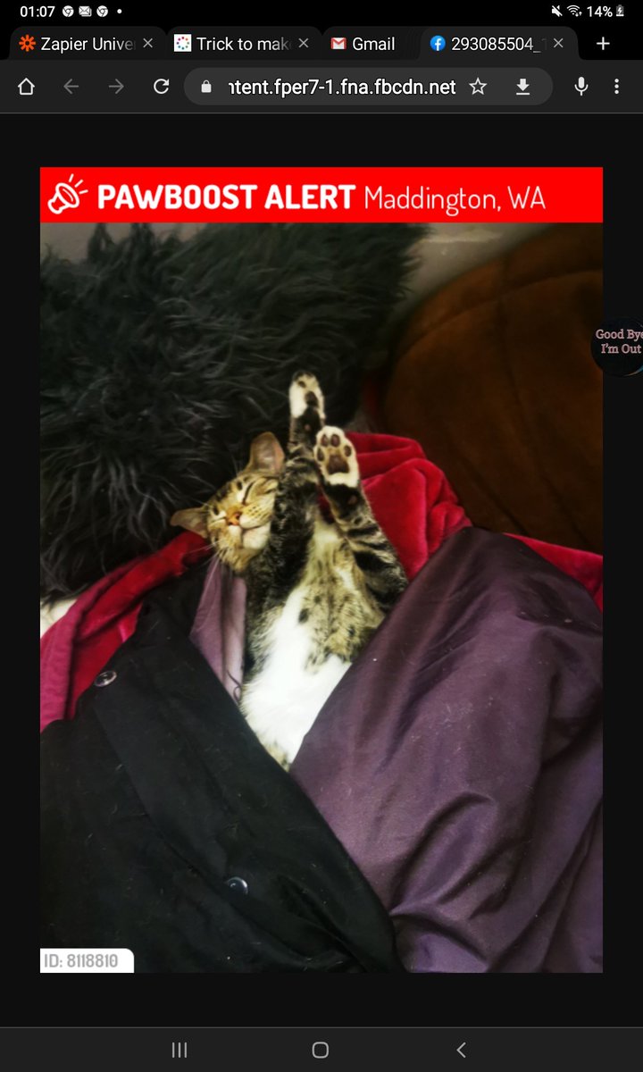 oblivionNBEYOND's tweet photo. Please help me find Bumper, he has one pupil bigger then the other, he's super friendly and very vocal 😖😪🥺
#lostpetsperth #lostcat #petfinder #pawboost #kitty #lost @CityofGosnells https://t.co/OHx9e1rJXs
