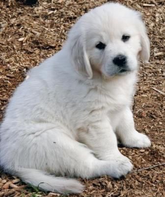 Nilkski_'s tweet photo. 10 favs and @I_AM_WILDCAT will get me a white golden puppy https://t.co/Rv4j3jjONx