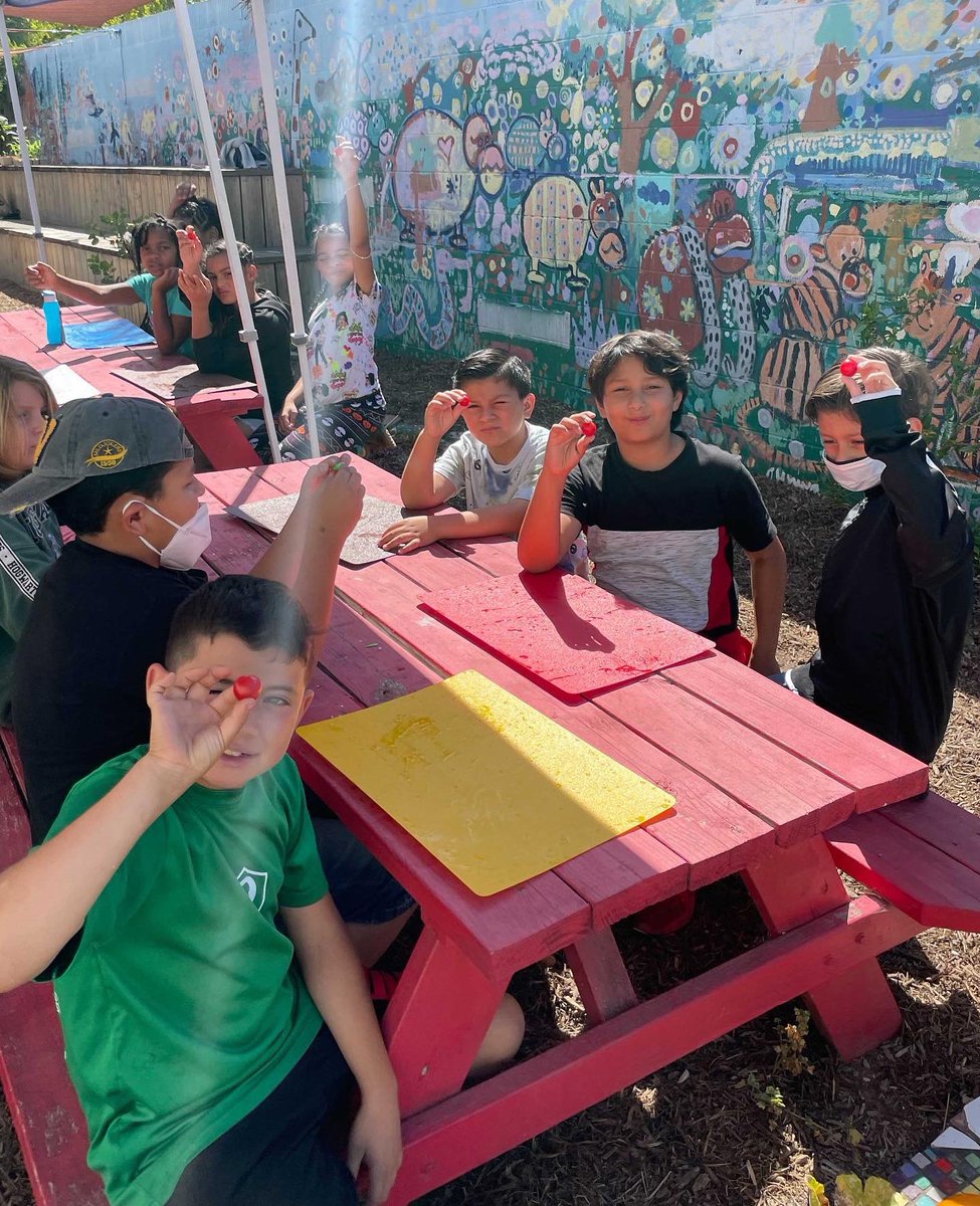 GroundEducation's tweet photo. Boys and girls picking tomatoes to make bruschetta!🍅
#boysandgirlsclub #tomatoes #summer #longbeach #groundeducation #inthegarden #gardeneducation #nature #garden #schoolgarden #organicgarden #outdoorclassroom #outdoors #plants #gardenlesson #think #explore #connect #elementary https://t.co/HLIuyqKo8a