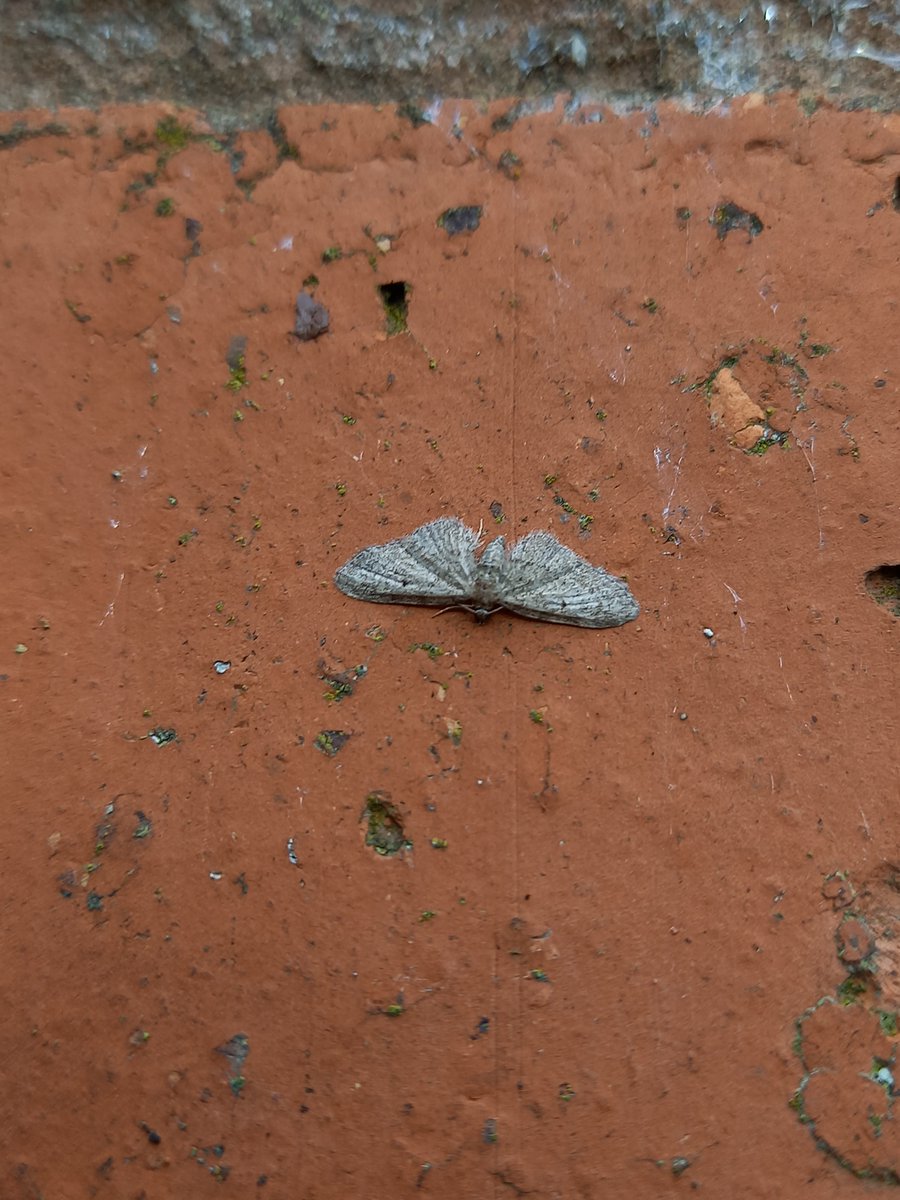 Hi @MOTHIDUK hope you are well :) Do we have here Haworths and Grey Pugs? Thanks :)