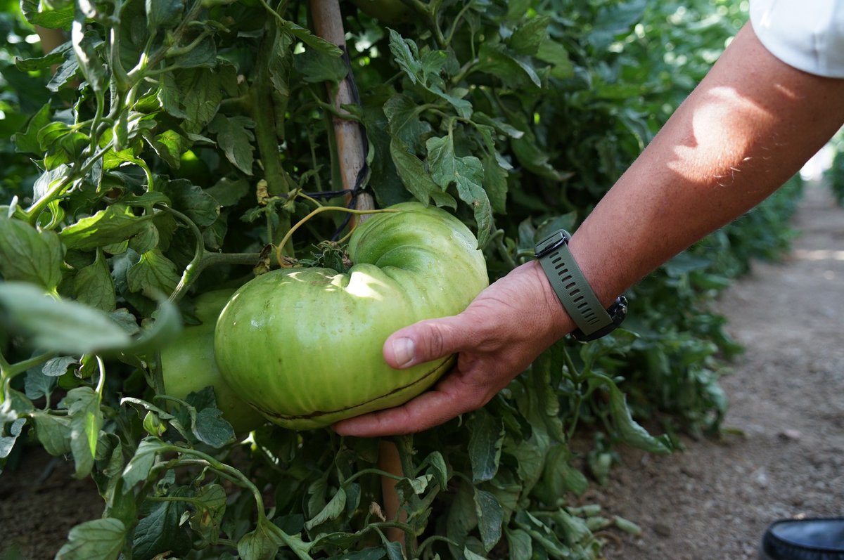 diputacionMLG's tweet photo. La @diputacionMLG impulsa la campaña del #tomate #HuevoDeToro que arranca hoy.

✔️Se ha iniciado en el Mercado Agroalimentario @SaboraMalaga de #Coín.

👉 https://t.co/pyUpFmfDf0 https://t.co/dYixzyMwHg
