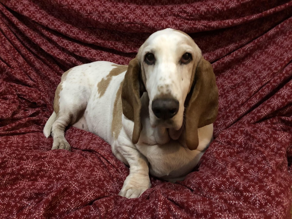 Adrienne Gillespie tweet media