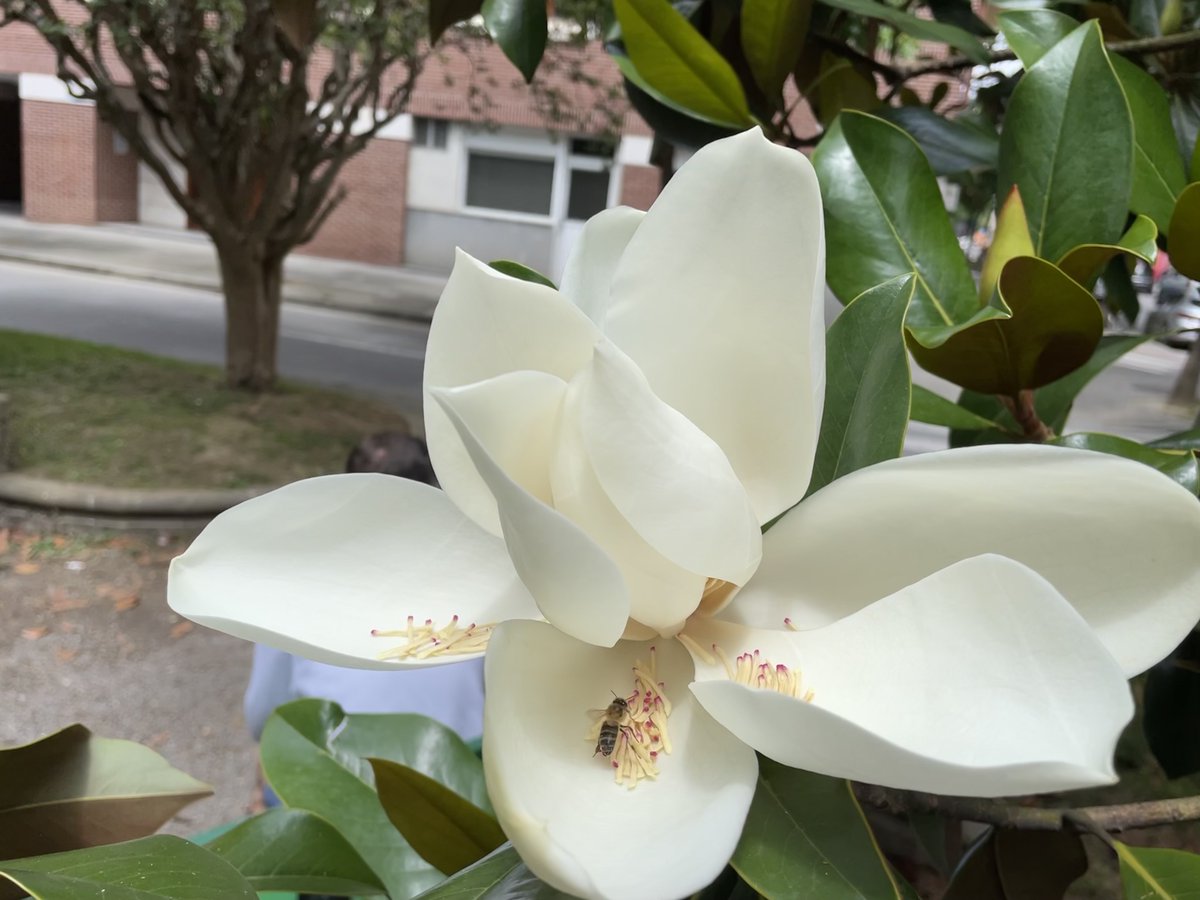 VisualArtNFT's tweet photo. "You need to be right, you need to make money, you need to be successful. It’s the neediness that’s the problem. Instead, become that who attracts those things.” - David R. Hawkins
#Motivation #quote #Flowers #magnolia #photo #biology #consciousness #subconscious #brainstate https://t.co/rqFl2oapNl