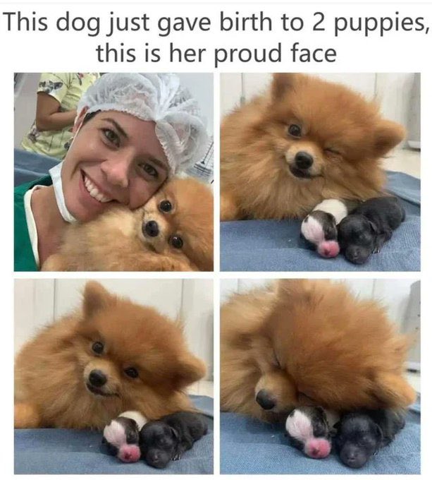 DogsPostingWs's tweet photo. @DudespostingWs https://t.co/jAnHh8a2Wf