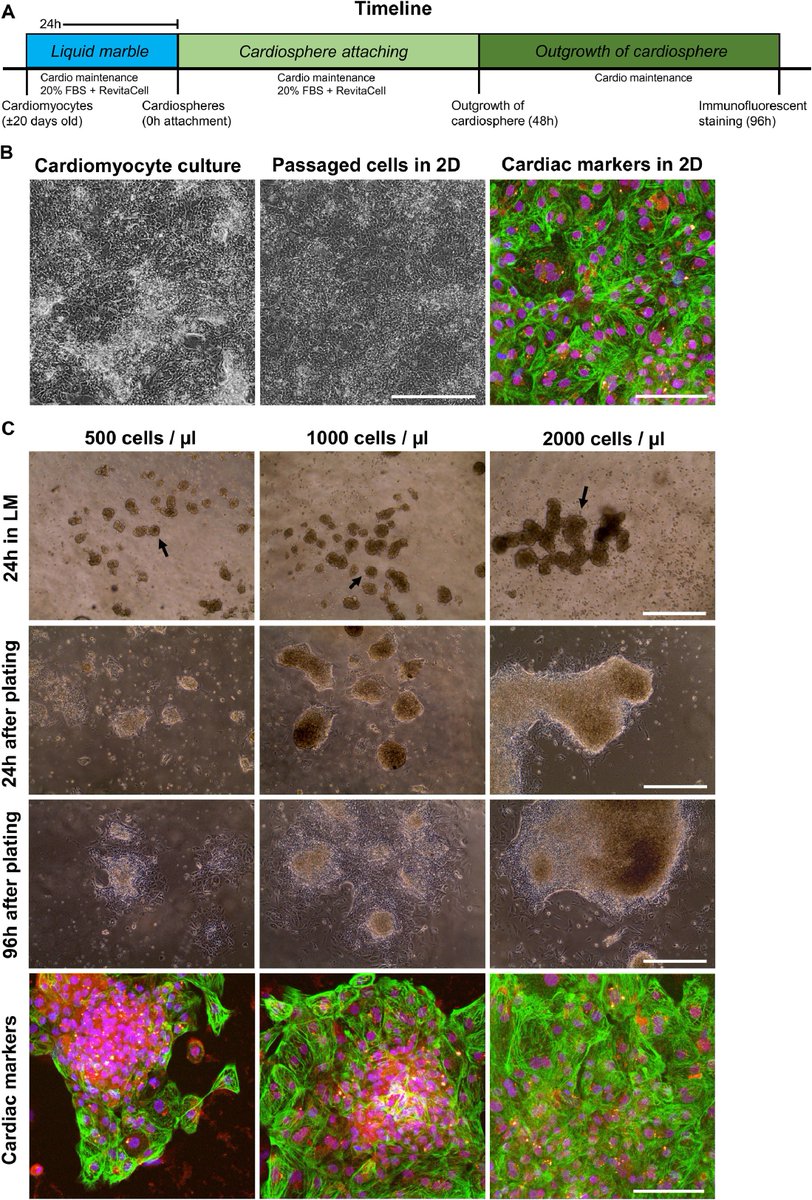 MWNautilus's tweet photo. #3D #CellCulture: #LiquidMarble technology (#LM) to create cost-effective 3D #cardiospheres as a platform for in vitro #drug/#toxicity testing & #disease modelling:
https://t.co/uoIYjJZIcR
#DIYbio #biohacking #lab #instruments #iPSCs #heart #medicine #StemCells https://t.co/86o1qpoWZq