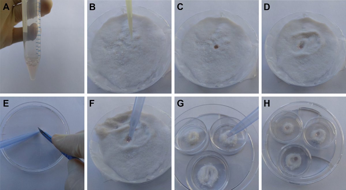 MWNautilus's tweet photo. #3D #CellCulture: #LiquidMarble technology (#LM) to create cost-effective 3D #cardiospheres as a platform for in vitro #drug/#toxicity testing & #disease modelling:
https://t.co/uoIYjJZIcR
#DIYbio #biohacking #lab #instruments #iPSCs #heart #medicine #StemCells https://t.co/86o1qpoWZq