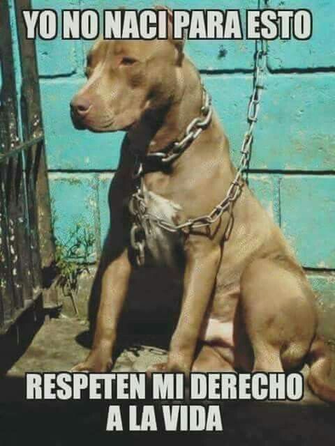 MartaZubero's tweet photo. NADIE OBLIGA A ADOPTAR ANIMALES. SEA CONSCIENTE. SI NO LE GUSTA, O LE CANSAN, DÉJELOS EN PAZ. Y COMPRE UN LIBRO. https://t.co/nuAPXrLQHR