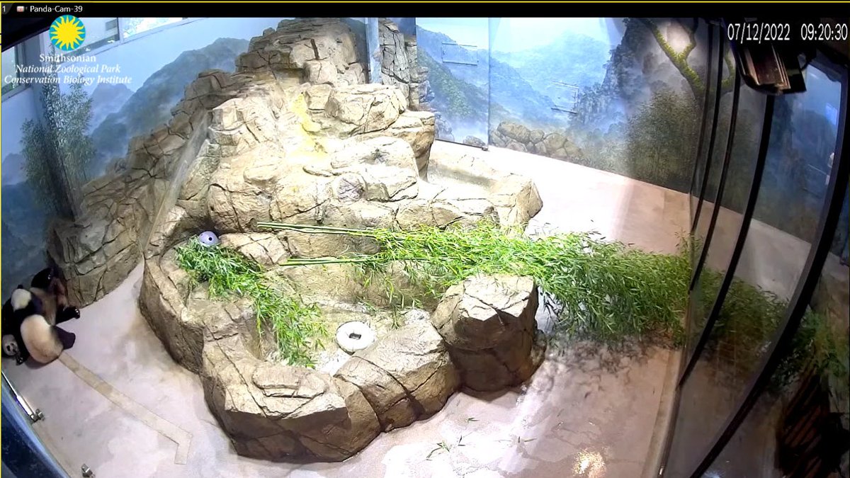 PookieDigi4Ever's tweet photo. ๐ ๐ผ๐ถ๐ป๐ค๐ผ๐ฅ #PandaStory #stillababy #chunkbear https://t.co/WwPvVGt9w4