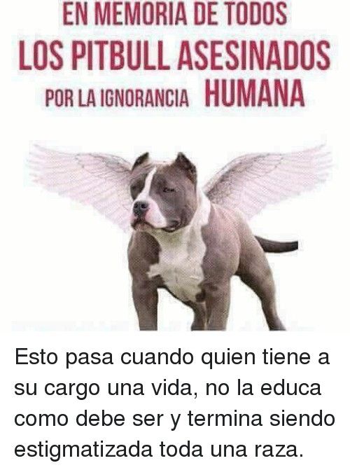 MartaZubero's tweet photo. NO EXISTEN LOS PPP (PERROS POTENCIALMENTE PELIGROSOS);
EXISTEN LOS PPI: PERSONAS POTENCIALMENTE IMBÉCILES. https://t.co/X36tM9lAyx