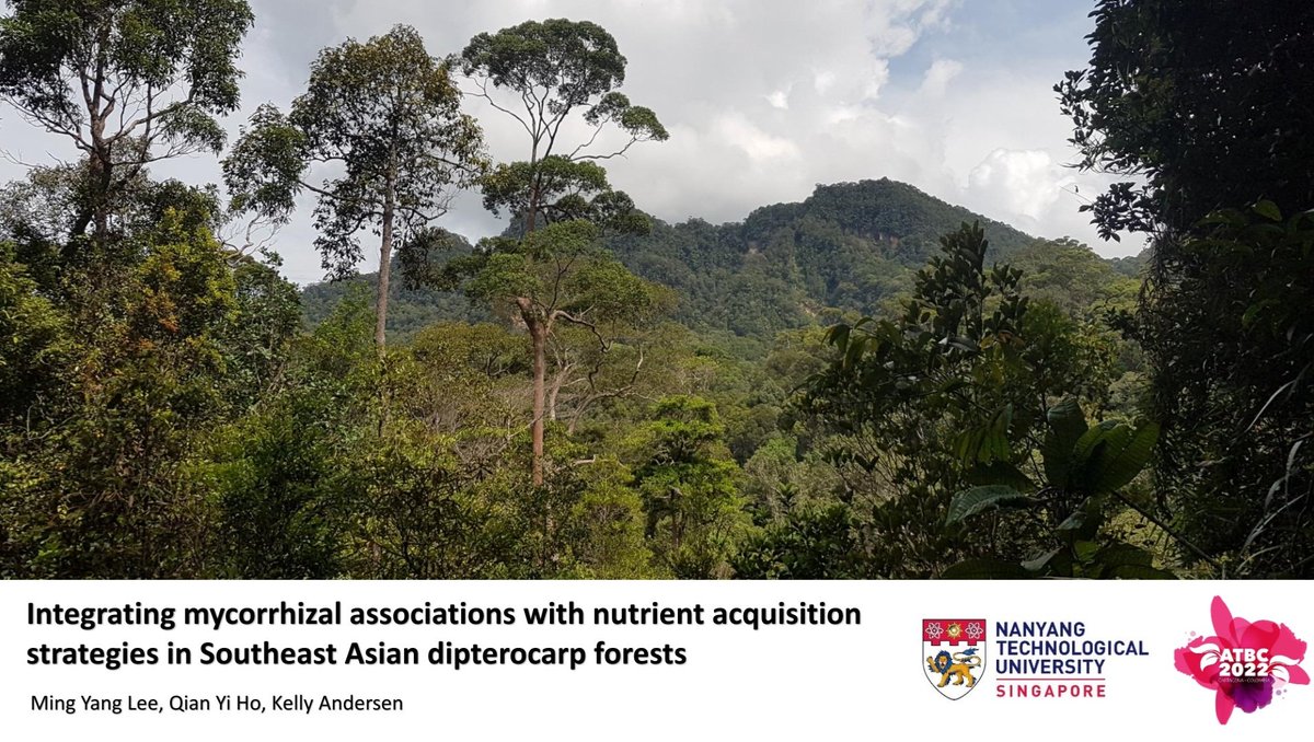 Lee Ming Yang (@leemingyang11) on Twitter photo First conference ever in my PhD life halfway across the globe! Looking forward to presenting my preliminary analysis of root trait data from SEA dipterocarp forest species at #ATBC2022 in Cartagena de Indias! <a href="/TropiKel_Ecolab/">Team Underground</a> First conference ever in my PhD life halfway across the globe! Looking forward to presenting my preliminary analysis of root trait data from SEA dipterocarp forest species at #ATBC2022 in Cartagena de Indias! <a href="/TropiKel_Ecolab/">Team Underground</a>