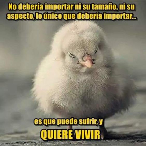 MartaZubero's tweet photo. SOY ALGUIEN!,
NO "ALGO". https://t.co/6VPo6PdUcQ