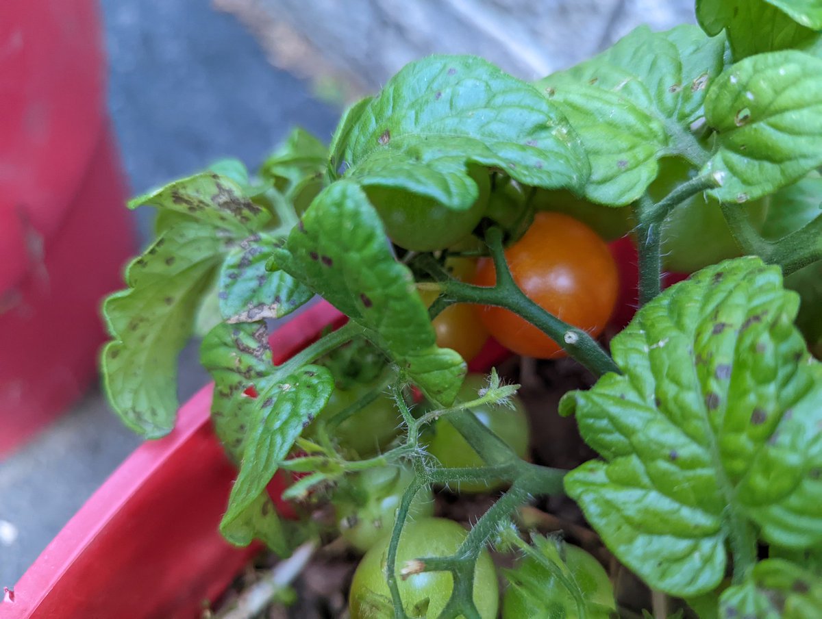 wcehon's tweet photo. The first ones are always the best! #gardening #tomato #gardenlife #growyourown https://t.co/sPcWqfY3S7