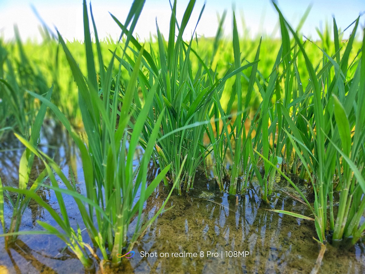soledad_npz's tweet photo. Arroz Ejea de los Caballeros, #Zaragoza https://t.co/0dkezfJ2NF