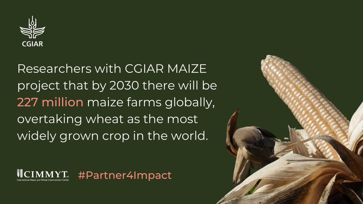 bramaccimmyt's tweet photo. Thanks to @CGIAR Trust Fund Contributors for your support of #CGIARMaize work.
https://t.co/a45hqaFCGY
#Partner4Impact https://t.co/n8dXw6c4Zy