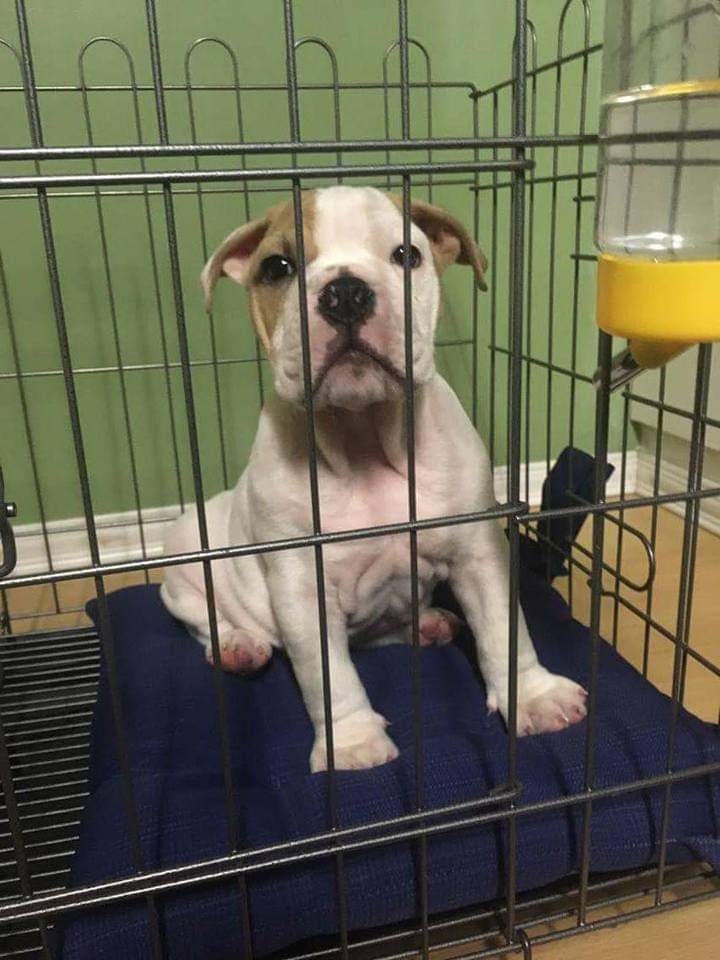 LasagnaPig's tweet photo. The best part of life is the opportunity to learn something new every day. Just when you think you know it all, you realize you didn’t know a thing.  #Englishbulldog #EBLP #lasagna #Furparent https://t.co/gOU7pGlpzA