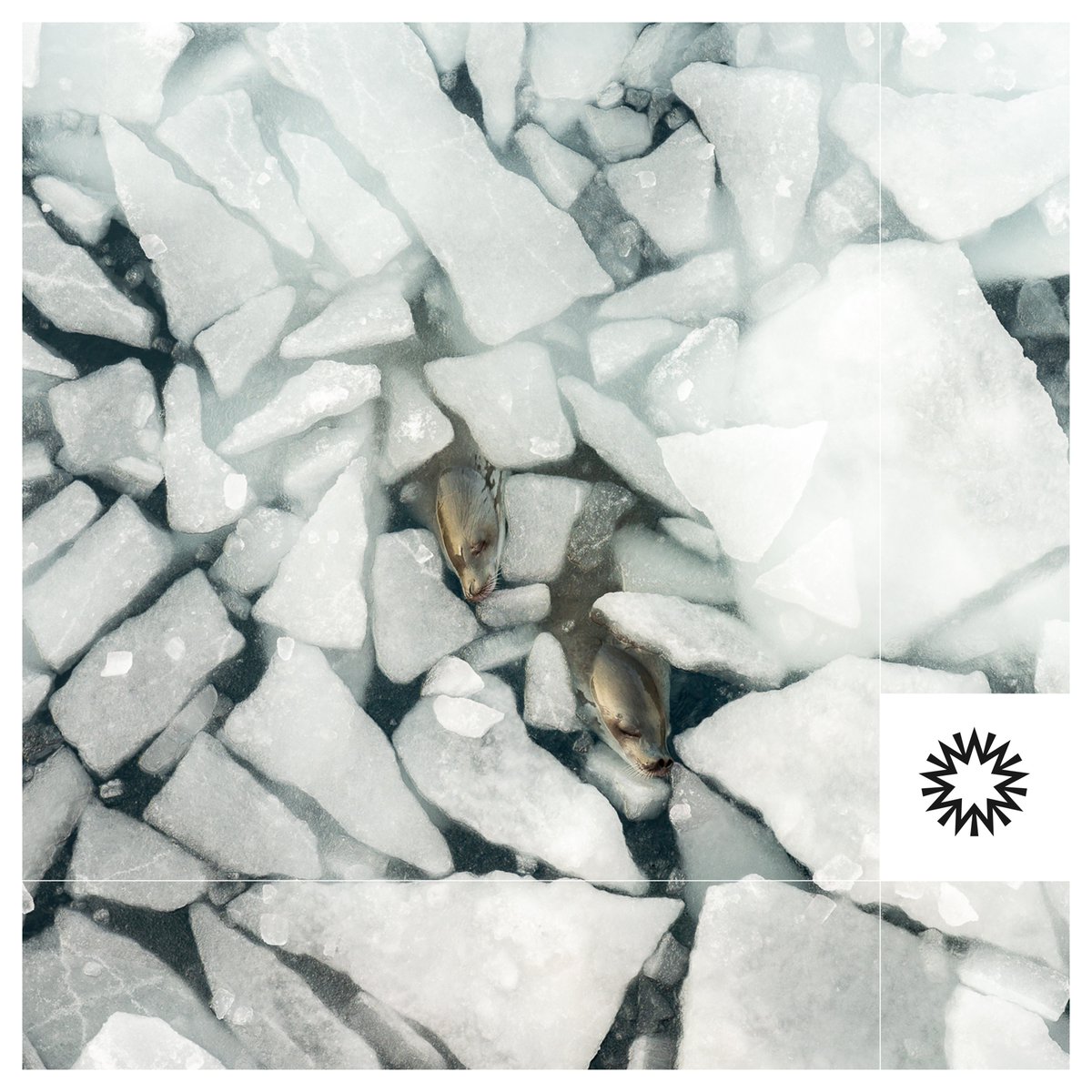 "During the Antarctic summer of 2019, out in the Weddell Sea gyre, away from the peninsula and landmass, in one of the most unvisited, remotest parts of the world, I was totally love struck by the Crab-eater Seals." 

Photograph and words by <a href="/at_tamarastubbs/">Tamara Stubbs</a>