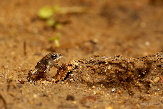 np_photographer's tweet photo. Baby Toad https://t.co/SA4xS5Vy60  Frog #babytoad #frog #MonsoonRains #smallfrog https://t.co/gCN8yUBho4