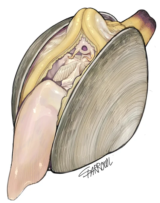 백합조개
白蛤 
Quahog clam 