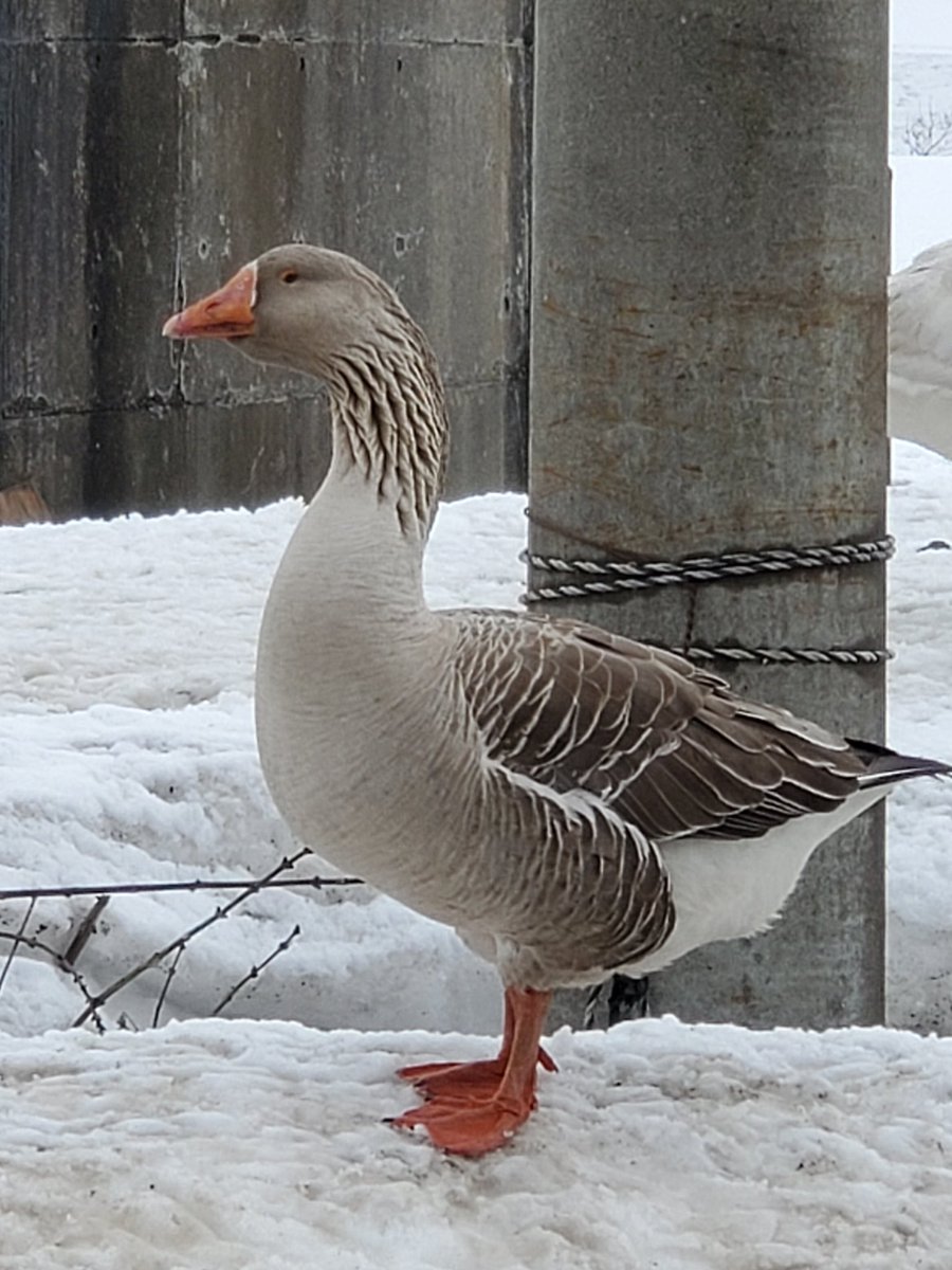 LMvno's tweet photo. 冬に見たこの鳥なんの鳥だったんだろ…
誰か知ってる方教えて🙏
#野鳥
#鳥
#冬 https://t.co/HDSfN1UhoJ