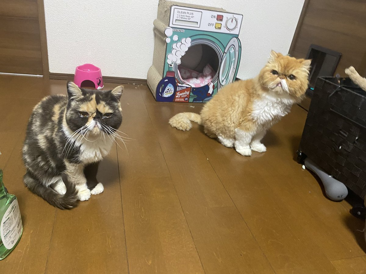 05yuuki13's tweet photo. #迷い猫   #4歳  #みけねこ  #ミケネコ #三毛猫 #みけ猫  #猫  #保護猫  #迷子猫  #大阪府  #大阪市  #西淀川区 #エキゾチックショートヘア 
2022年7月11日午後16時頃に家から脱走してしまって、まだ帰ってきてません。
見かけた方、保護された方居たら連絡お願いします。細身の女の子です。 https://t.co/PmB05pQ7Tf