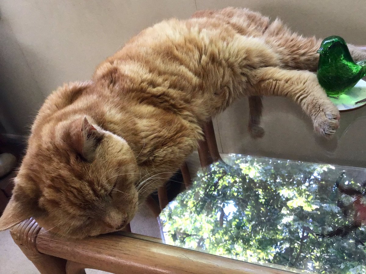 skylark22BHC1's tweet photo. Cat on a cold glass table.

Remembering Barley in the July 2019 heatwave.  #RIPBarley #stillmissingyoumate #mygingercat #heatwave https://t.co/rlpcjkJP6F