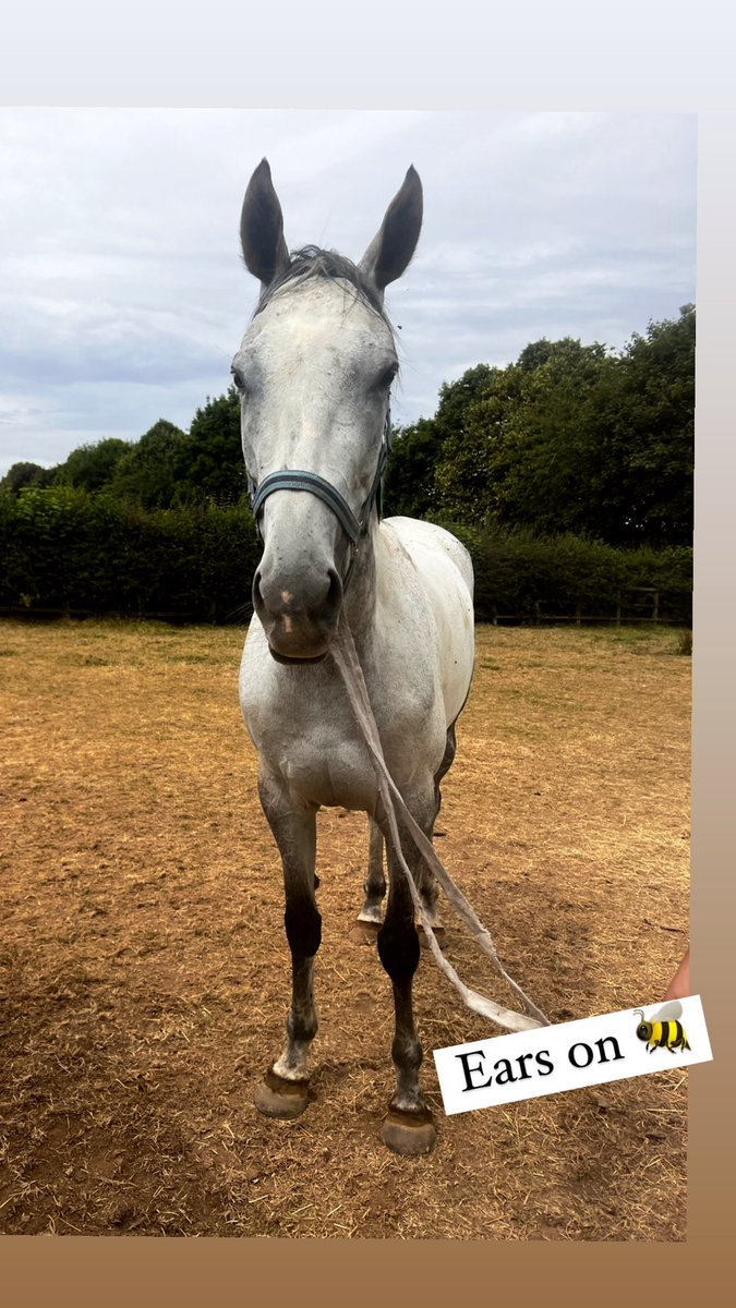 jess_stafford_'s tweet photo. No day better spent than with Buzz, who is enjoying life out in his paddock with his big pal Dusart.
Buzz super vet Dave Matheson scanned him 2 weeks ago at the 6 month stage ~ his bone is healed & he should be ok to be ridden at the end of August 🥲🐝 #howsbuzz @HillwoodStud https://t.co/uUVzLJ6NL3