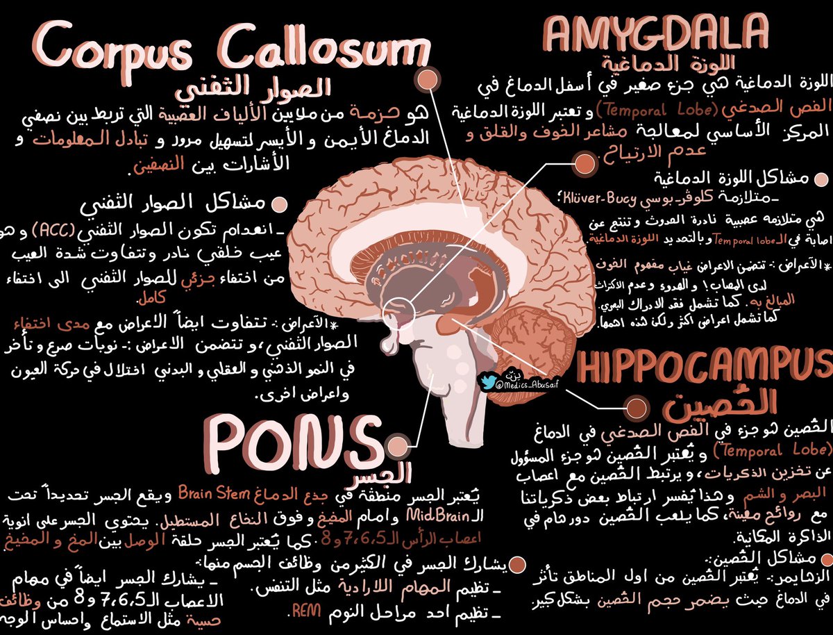 medics_AbuSaif's tweet photo. ملخصاتي عن بعض مناطق الدماغ و وظيفة كل منطقة فيه https://t.co/MGn2qMSGup