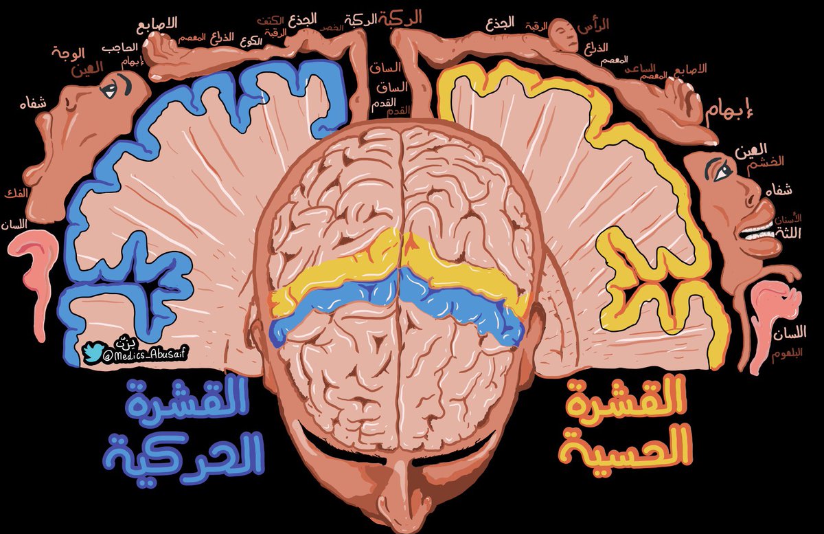 medics_AbuSaif's tweet photo. ملخصاتي عن بعض مناطق الدماغ و وظيفة كل منطقة فيه https://t.co/MGn2qMSGup