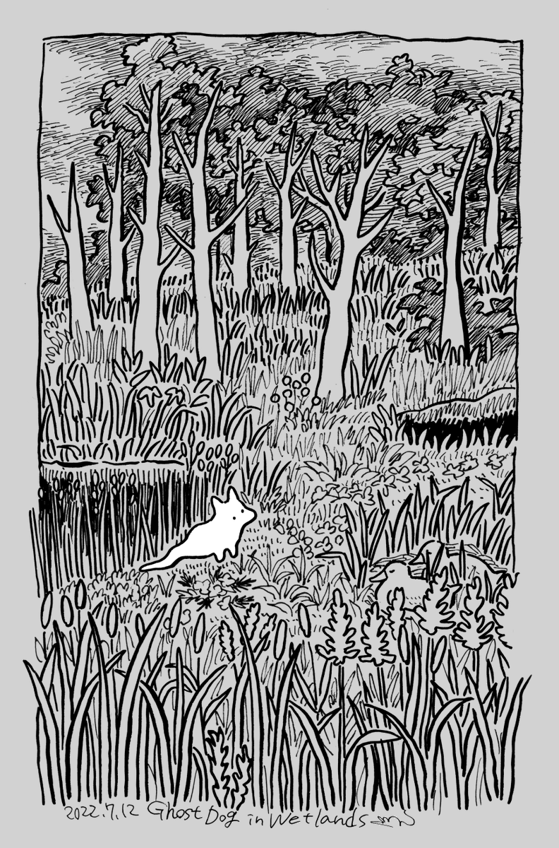 Ghost Dog in Wetlands 