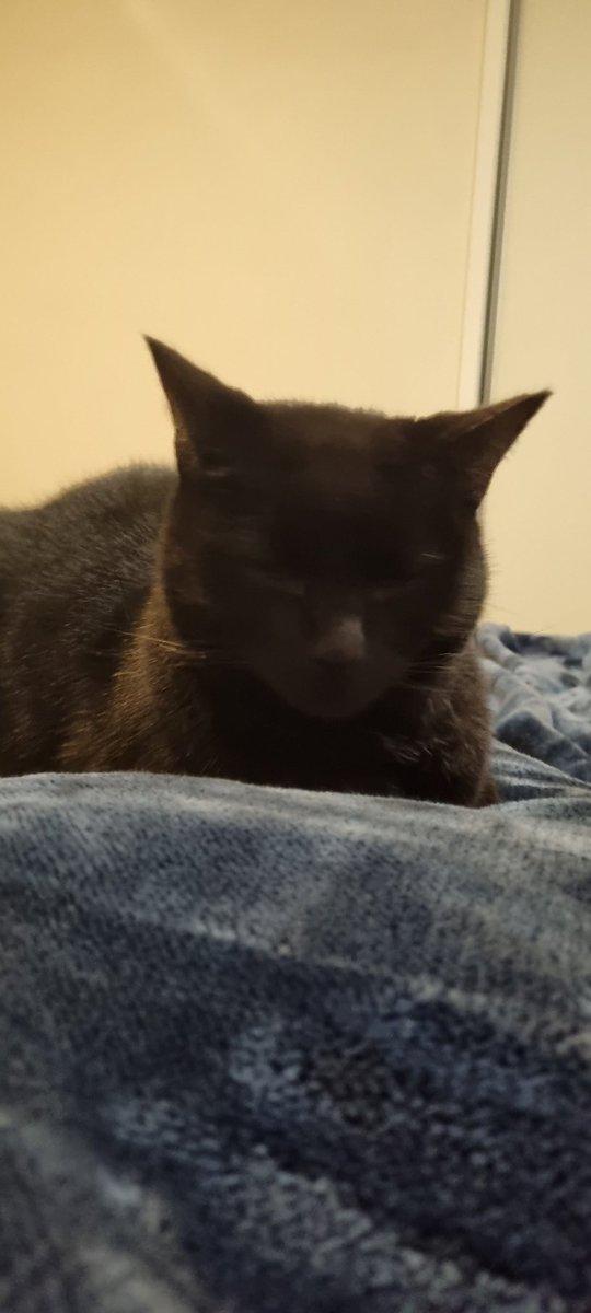 someonetookit's tweet photo. @seananmcguire Nap cat sends you soothing vibes https://t.co/JlXv4s7eqs