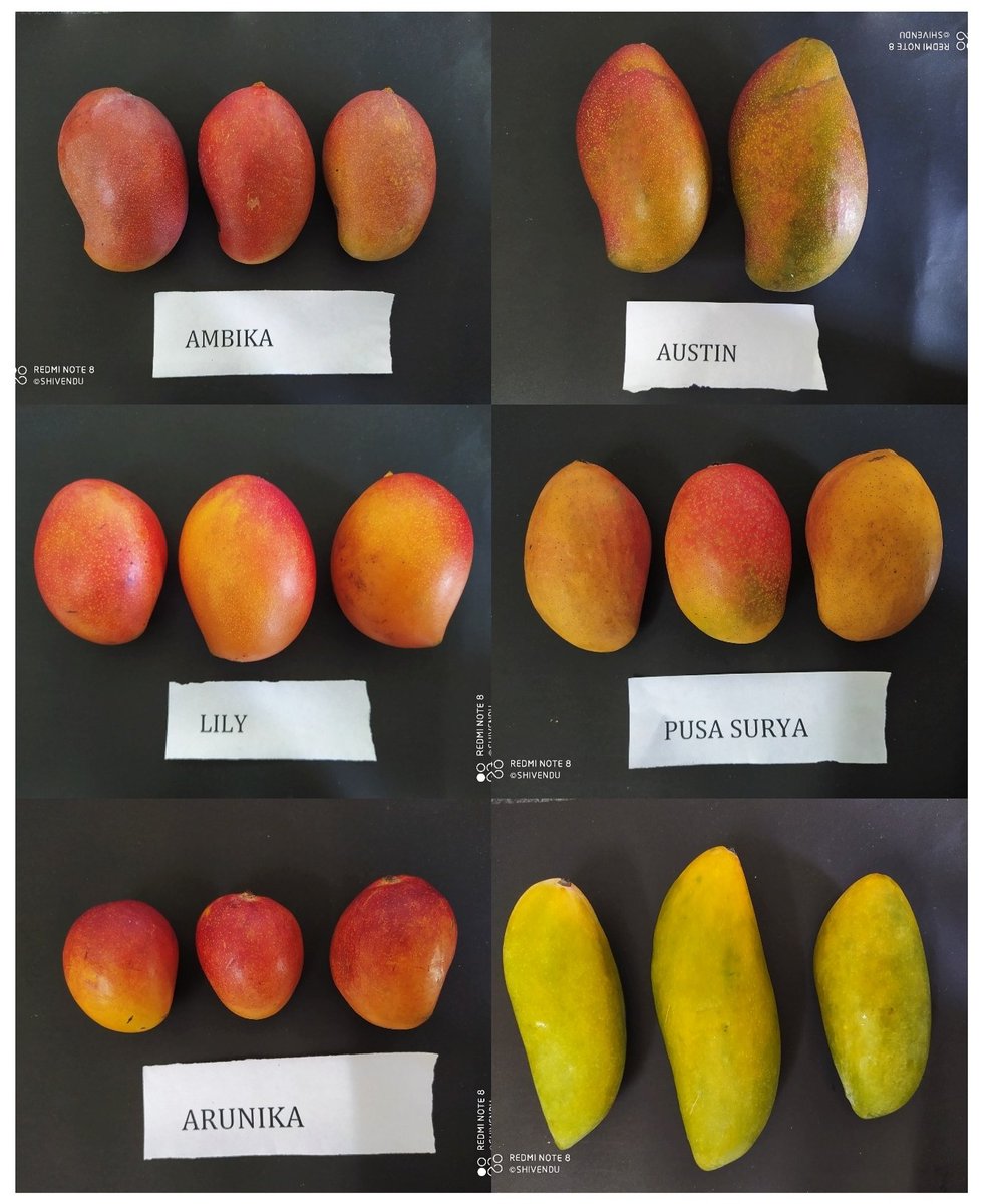 shivenduhry's tweet photo. New age Mango Varieties # Centre for Subtropical Fruits, Ladwa, Kurukshetra (Haryana) @MASHAVisrael @hortharyana @horticulturehry @mangomarkets @APEDADOC https://t.co/NA85KoLqZ1